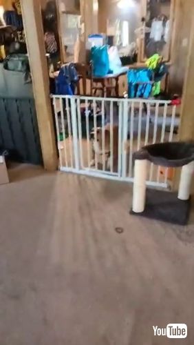 Springs Straight Over Gate