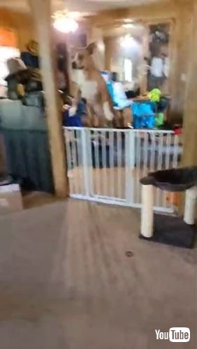 Springs Straight Over Gate