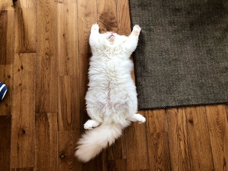 ふさふさ