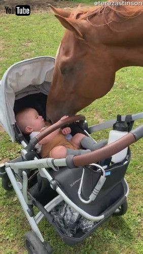 「Baby Boy Meets Horse for the First Time || ViralHog」