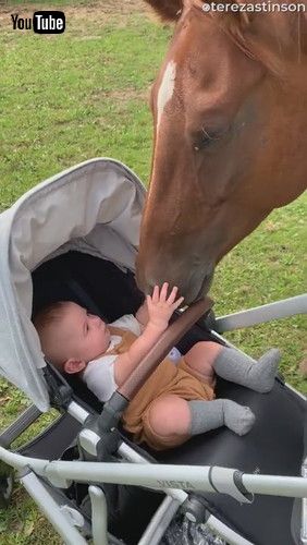 「Baby Boy Meets Horse for the First Time || ViralHog」