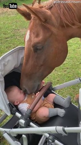 「Baby Boy Meets Horse for the First Time || ViralHog」