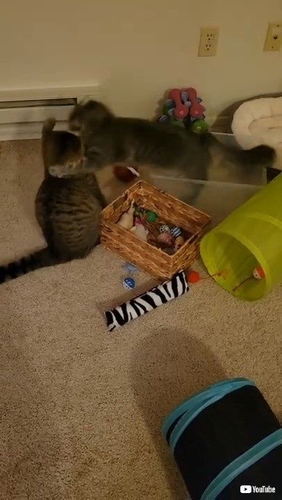 箱に閉じ込められた猫