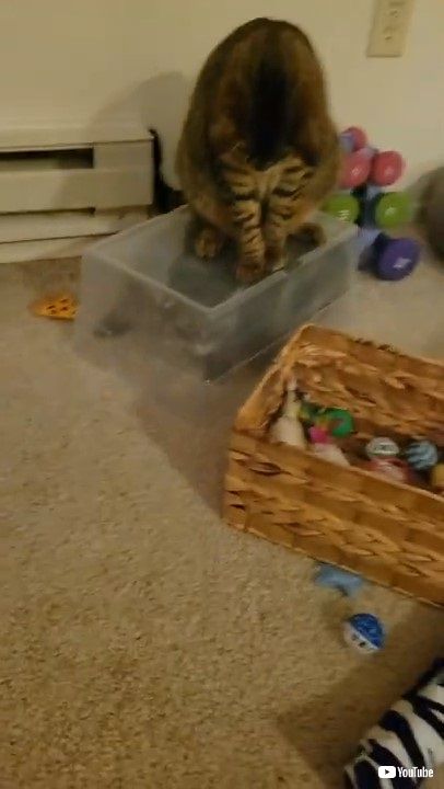 箱に閉じ込められた猫