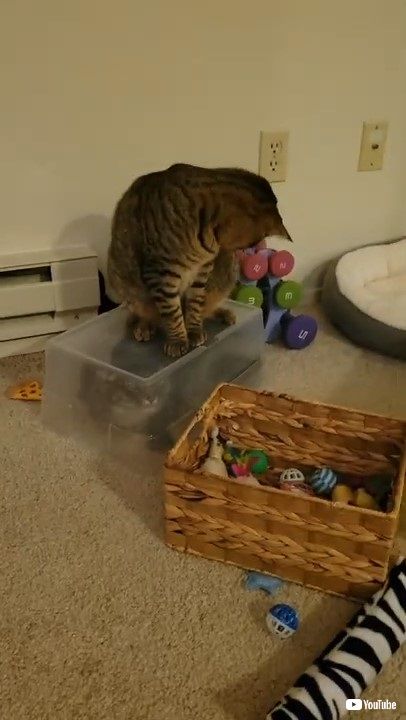 箱に閉じ込められた猫