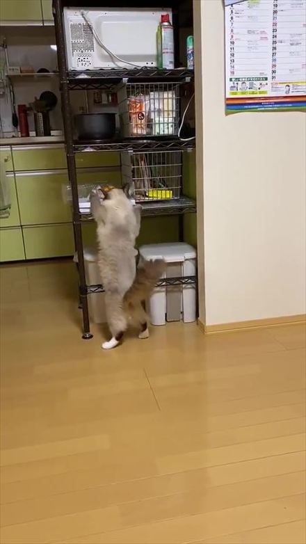 猫