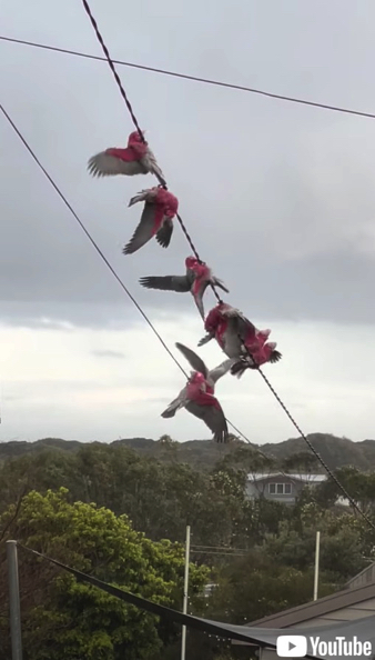電線で前転するモモイロインコ