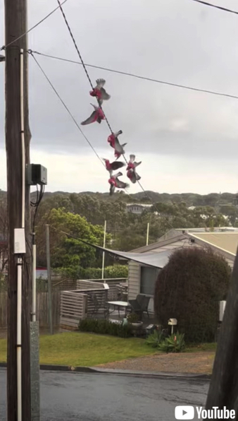 電線で前転するモモイロインコ