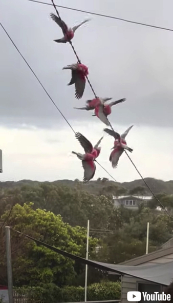 電線で前転するモモイロインコ