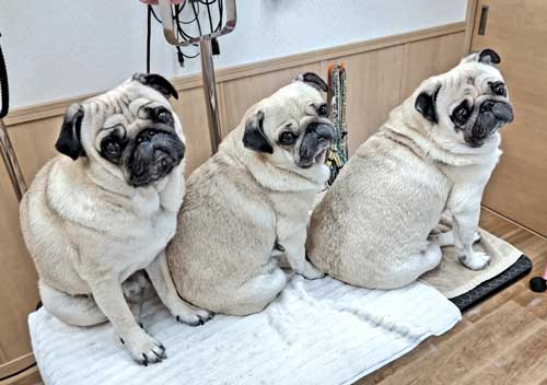 まとめ洗い 乾燥 パグ カメラ目線 3匹 家族