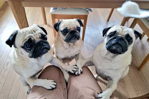 まとめ洗い 乾燥 パグ カメラ目線 3匹 家族