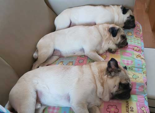 まとめ洗い 乾燥 パグ カメラ目線 3匹 家族