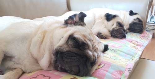 まとめ洗い 乾燥 パグ カメラ目線 3匹 家族