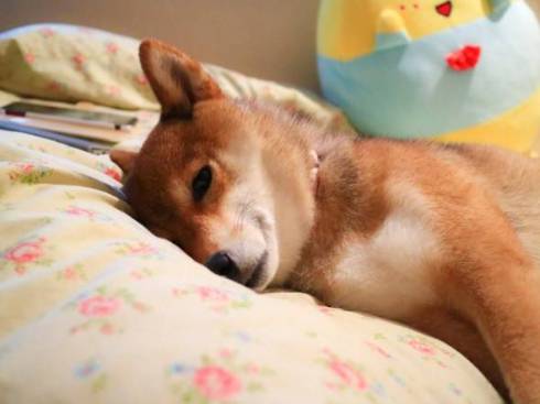 柴犬 日向ちゃん お散歩 寝たふり