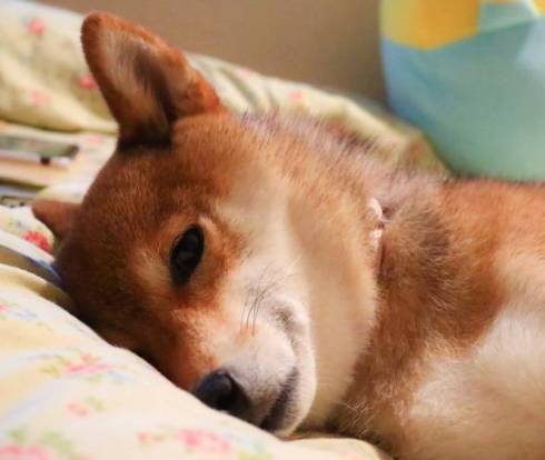 柴犬 日向ちゃん お散歩 寝たふり