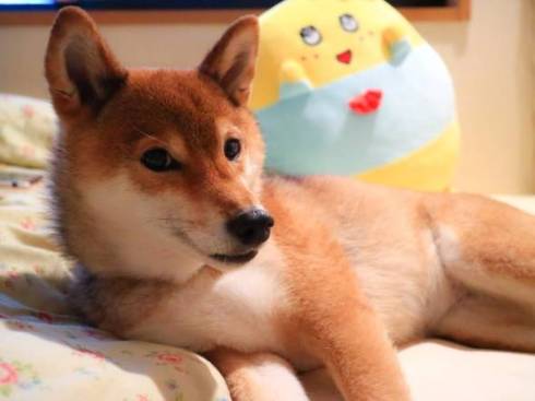 柴犬 日向ちゃん お散歩 寝たふり