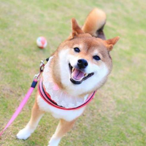 柴犬 日向ちゃん お散歩 寝たふり