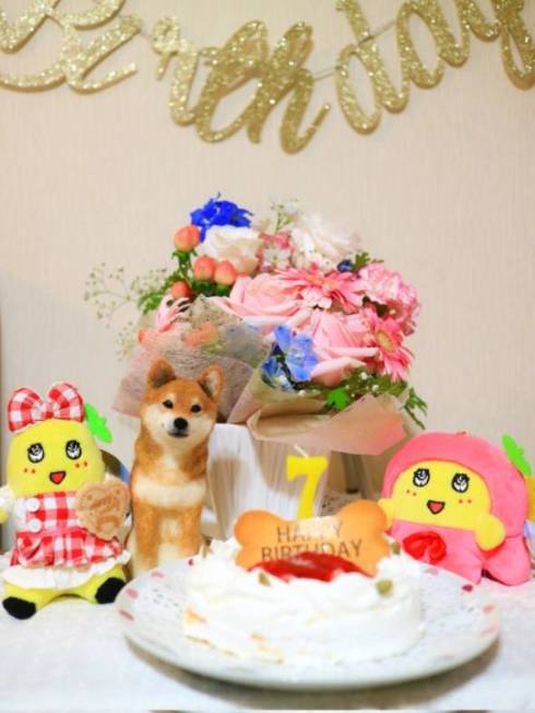 柴犬 日向ちゃん お散歩 寝たふり