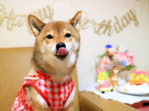 柴犬 日向ちゃん お散歩 寝たふり