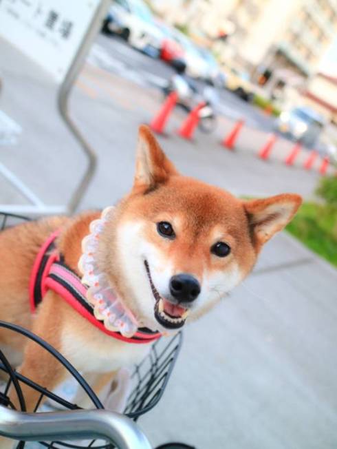 柴犬 日向ちゃん お散歩 寝たふり