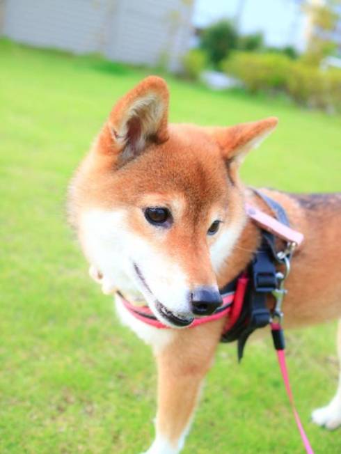 柴犬 日向ちゃん お散歩 寝たふり