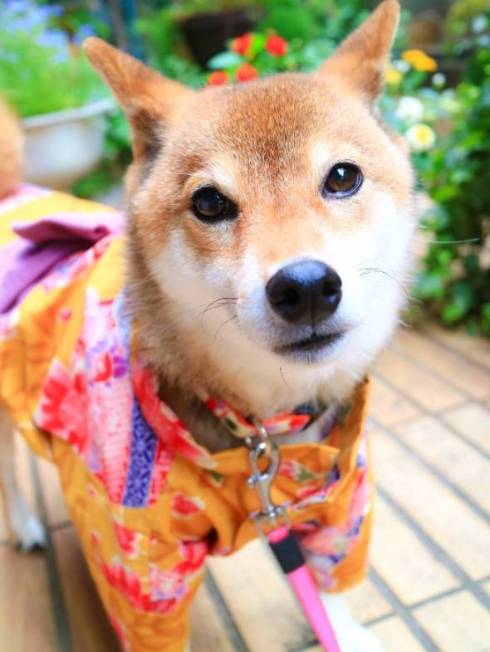 柴犬 日向ちゃん お散歩 寝たふり