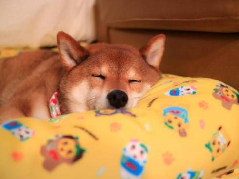 柴犬 日向ちゃん お散歩 寝たふり