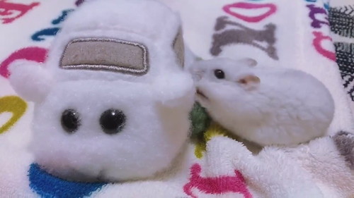 モルカーに乗りたいだんごちゃん