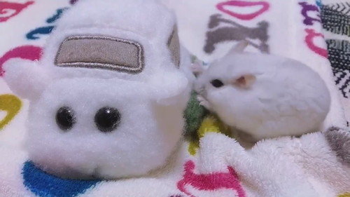 モルカーに乗りたいだんごちゃん