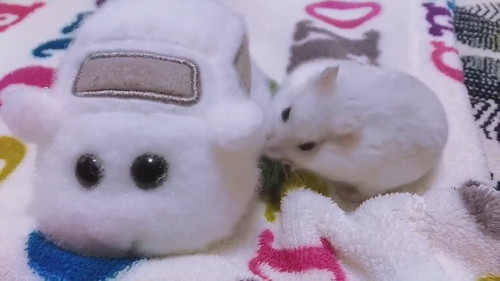 モルカーに乗りたいだんごちゃん