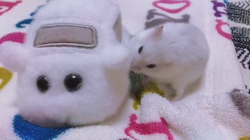 モルカーに乗りたいだんごちゃん