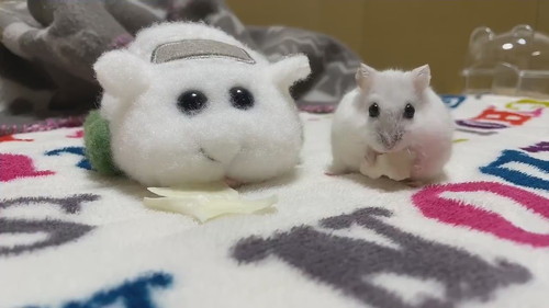 モルカーに乗りたいだんごちゃん
