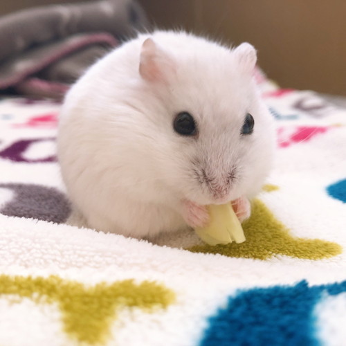 だんごちゃんいろいろ