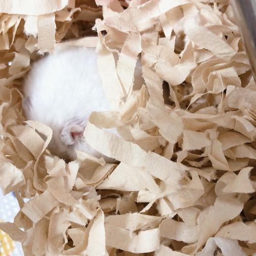 だんごちゃんいろいろ