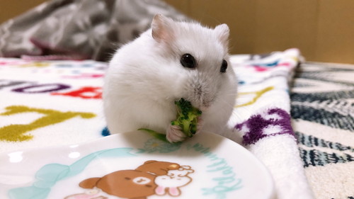 だんごちゃんいろいろ