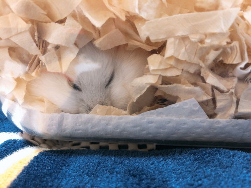 だんごちゃんいろいろ