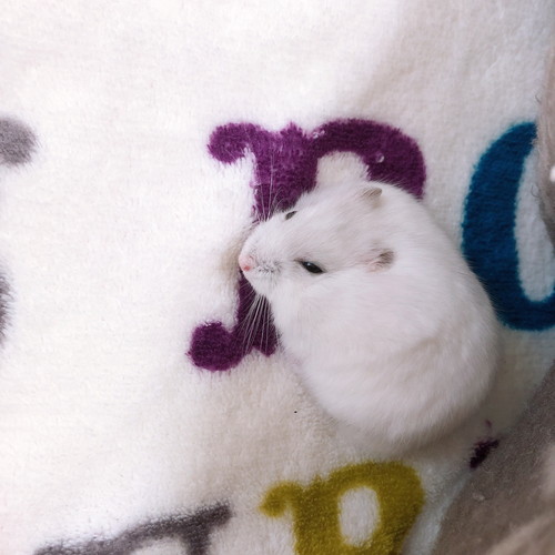 だんごちゃんいろいろ