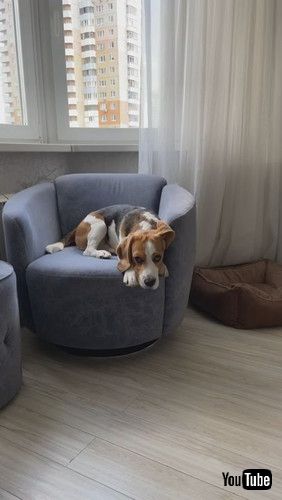 「Beagle Fetches Remote || ViralHog」