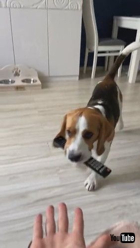 「Beagle Fetches Remote || ViralHog」
