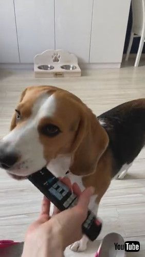 「Beagle Fetches Remote || ViralHog」