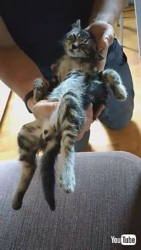 「Sleepy Kitten Carried to Couch || ViralHog」