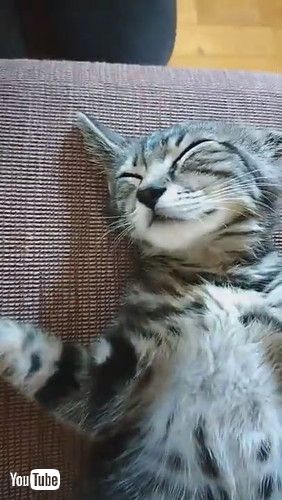 「Sleepy Kitten Carried to Couch || ViralHog」