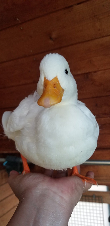 粉雪さん