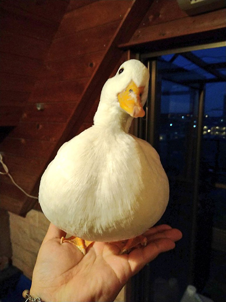 カルピスさん