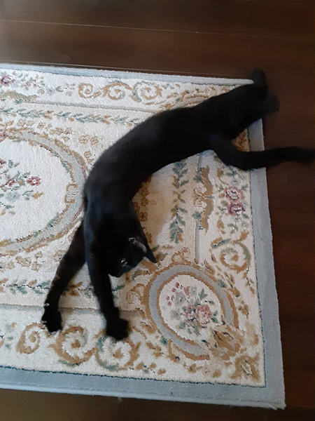 長いるるちゃん