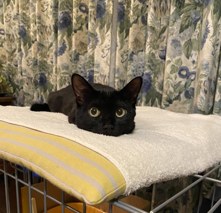 タオルの上でふせるるるちゃん