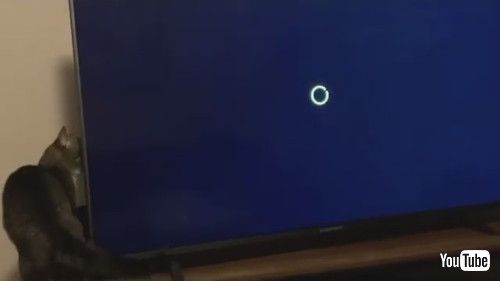 「Sweet Kitty Plays with Loading Screen || ViralHog」