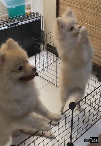 「Pomeranian Pack Dances for Food || ViralHog」