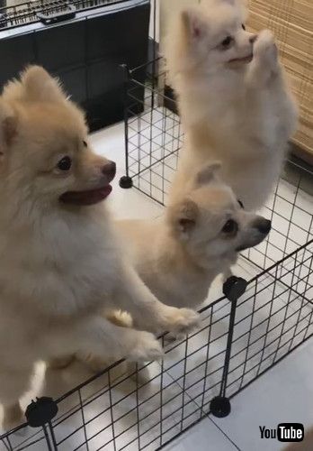 「Pomeranian Pack Dances for Food || ViralHog」