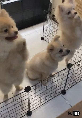 「Pomeranian Pack Dances for Food || ViralHog」